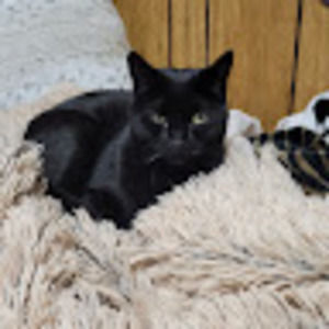 Meet your Posher, Janet